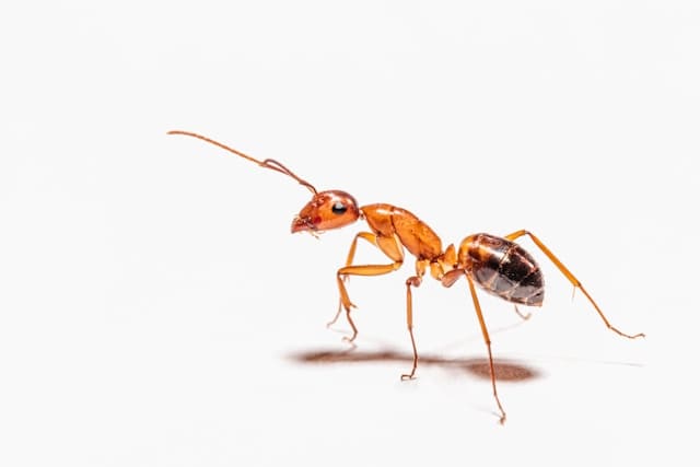 昆蟲統治人類究竟可不可能？其中有你不知道的強大力量！